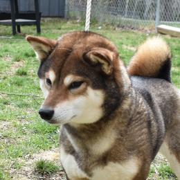 Pixel - Shiba Inu