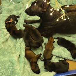 NFB Mismarked Dutch Female I - Yellow female Dutch Shepherd puppy in Lake City, Florida from Crosspointe Canines