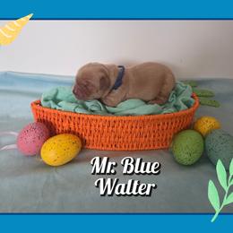 Walter - Dark golden male Golden Retriever puppy in Driggs, Idaho from SK Golden Retrievers