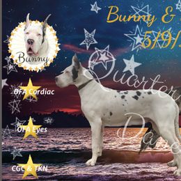 Bunny - Great Dane