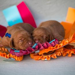 Vizsla puppies from Nosam Kennels- Hungarian Vizslas, and German Shorthairs Located in Kentucky