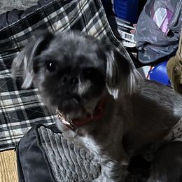 Gizzy - Shih Tzu