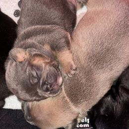 French Bulldog Puppies from KT’s Fabulous Frenchies