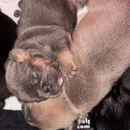 French Bulldog Puppies from KT’s Fabulous Frenchies