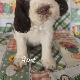 Ghost - Liver white and tan female English Springer Spaniel puppy in Brodhead, Wisconsin from Pinwheel Acres