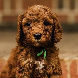 Bernedoodles and Goldendoodles from Grace Filled Golden’s