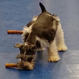 Miniature Schnauzer All Grown Up from hallie lively