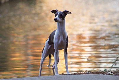 Italian Greyhound stands at sunset in front of a lake