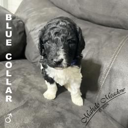 Poodle Puppies from Mahalo Meadow Farm