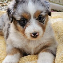 Australian Shepherds from Hillside Aussies