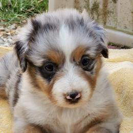 Australian Shepherds from Hillside Aussies