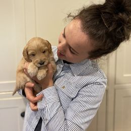 Australian Labradoodle Puppies from Salona Australian Labradoodles