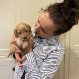 Australian Labradoodle Puppies from Salona Australian Labradoodles