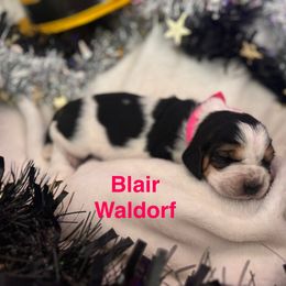 Basset Hound Puppies from Hound House