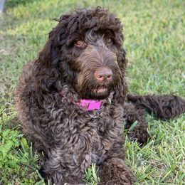 Star - Labradoodle