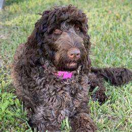 Star - Labradoodle