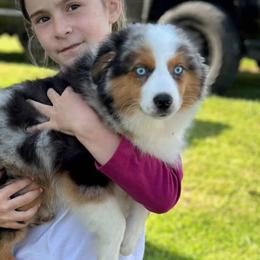 STETSON - Miniature American Shepherd