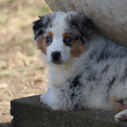 Australian Shepherd Puppies from Silverbrook Australian Shepherds