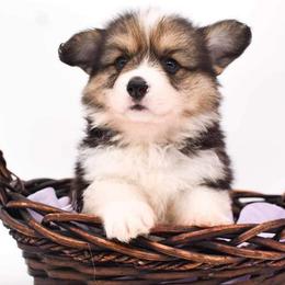 Pembroke Welsh Corgi Puppies from MG Corgis