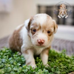 Chai - Red merle male Miniature Australian Shepherd puppy in Hearne, Texas from Wigglebutts Unlimited