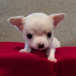 Leia - Cream and white female Chihuahua puppy in Jacksonville, Florida from Precious Paws of Florida - Chihuahuas