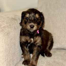 Hot Pink - Phantom female Bernedoodle puppy in Moreno Valley, California from Ayy_Doodles