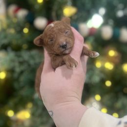 Paddington - Red  male Poodle puppy in Wharton, Texas from In the Red Poodles
