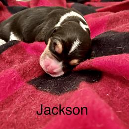 Boy 1 - Beagle puppy in Woodstock, Georgia from Penny Lane Beagles and AKC and Champion bloodline