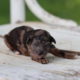 Bobbi - Merle female Whoodle puppy in West Bend, Iowa from Blue Skies Terriers