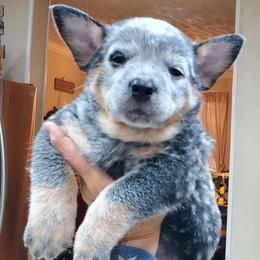 Eyeliner plain - Blue mottled female Australian Cattle Dog puppy in Lenoir, North Carolina from Blue Coyote Ranch