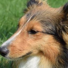 Shetland Sheepdogs from Mi Shelties