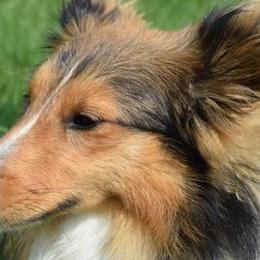 Shetland Sheepdogs from Mi Shelties
