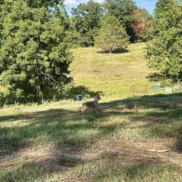 Boy 2 - Red mottled male Australian Cattle Dog puppy in Carthage, Missouri from MO Morningstar Heelers