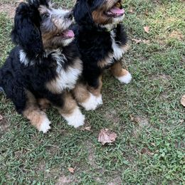 Bernedoodle Puppies from Mercury Bernedoodles