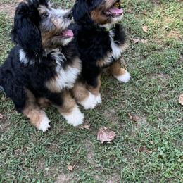 Bernedoodle Puppies from Mercury Bernedoodles