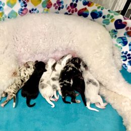Aussiedoodle, Australian Shepherd, Miniature American Shepherd, and Miniature Australian Shepherd Puppies from Bline's Awesome Aussies