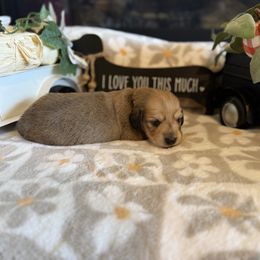 Rosemary - Cream female Dachshund puppy in Morristown, Tennessee from Hillside Hounds