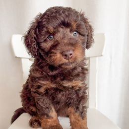 Derby - Red phantom male Aussiedoodle puppy in Shiocton, Wisconsin from White Star Acres