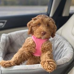 Labradoodles from Coopers Ridge