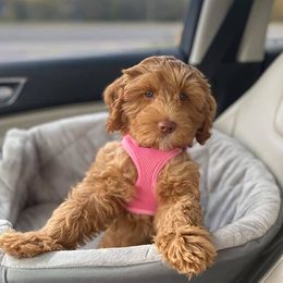 Labradoodles from Coopers Ridge