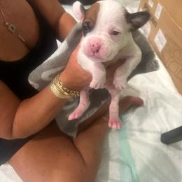 Boy 8 - purple - White male Boxer puppy in Nashville, Tennessee from Best Friends