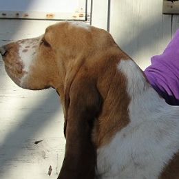 Lisa - Basset Hound