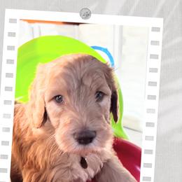 Goldendoodle Puppies from Lundee Doodles