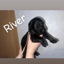 River.  Yellow collar - Sable female German Shepherd puppy in Winterport, Maine from Vom Stevens Old Fashioned German Shepherds