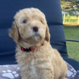 Goldendoodle Puppies from Doods & More