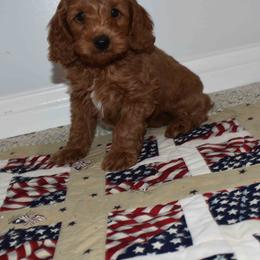 Nico - Red  male Goldendoodle puppy in Jasper, Indiana from Hilltop Pups By Abby, LLC