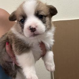 The last male available - White and black male Pembroke Welsh Corgi puppy in Walters, Oklahoma from Solo Spur Ranch