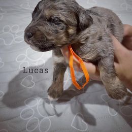 Lucas - Blue merle Aussiedoodle puppy in Houston, Texas from Jomelkin Furry Pals