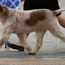 Girl 2 - Brown roan female Spinone Italiano puppy in Kent County, Delaware from Ilvolare Spinone