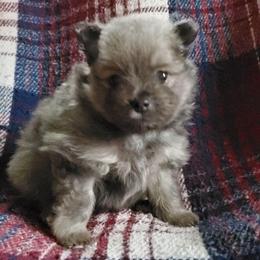 Olivia - Lavender female Pomeranian puppy in Bellevue, Iowa from Fluffy Wonders Poms and Doodles
